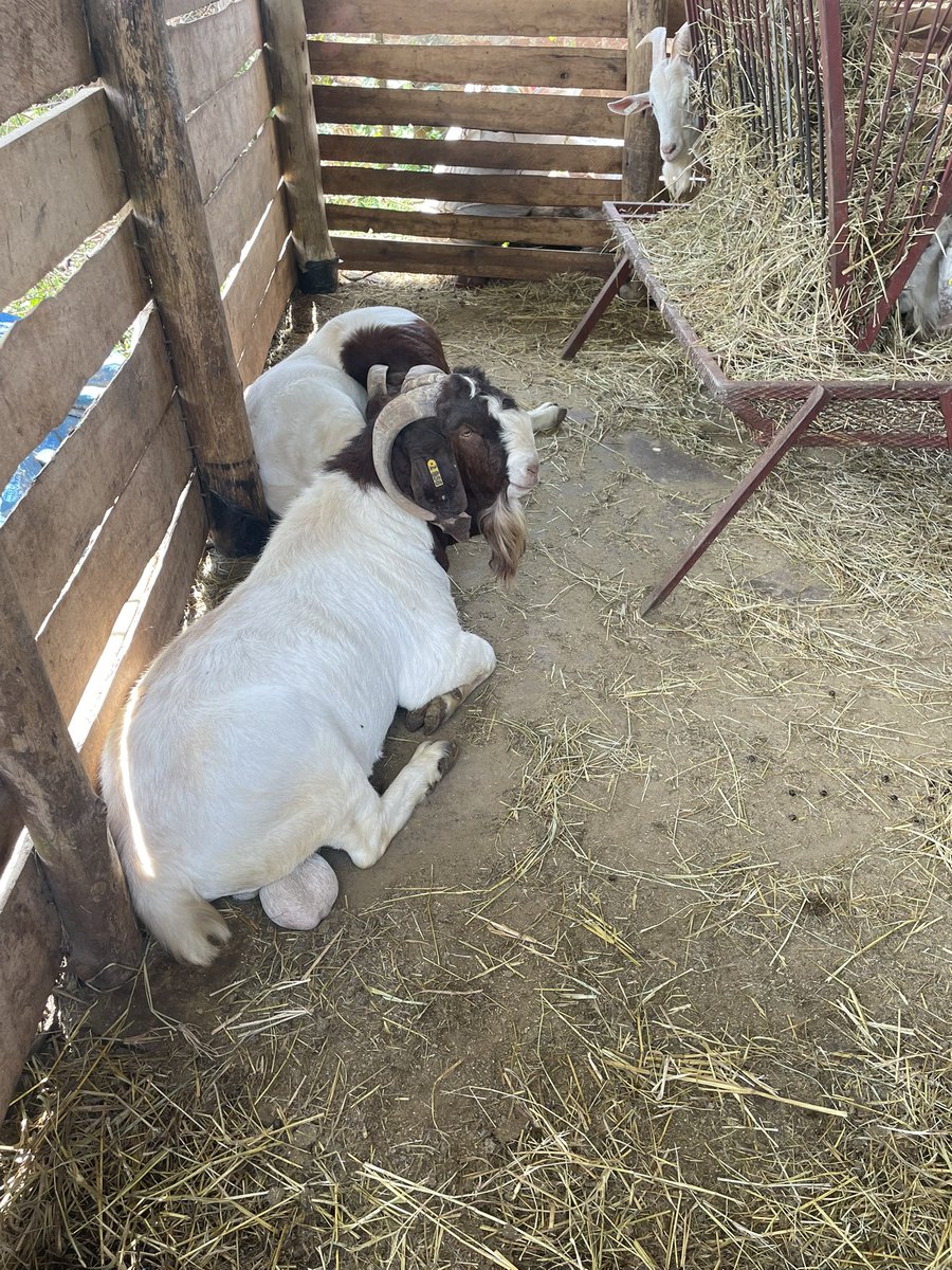 SinzaBreeding's tweet photo. Lovely Sunday afternoon to look at your herd ♥️ #SinzaGoats #ExcellentGenetics https://t.co/tvvaJIiDn3