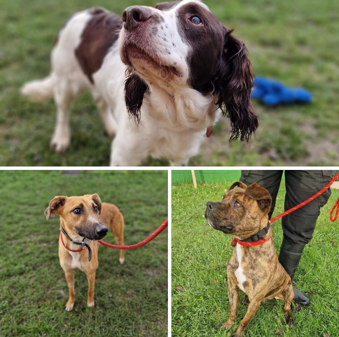 3 beautiful dogs all looking for their forever home. For more info please call 0300 999 4247 or email rehoming@strayaid.org.uk. To register your interest please fill out an application form at strayaid.org.uk 🐶