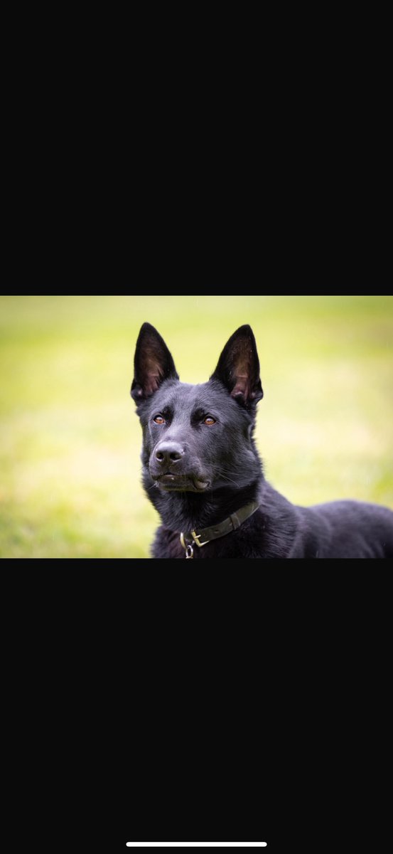 Last night a terrified female rang 999 as she woke to find a male in her bedroom. He made off with items he had stolen as PD Turbo arrived and saw him in the street. He tried to run but Turbo chased and swiftly detained him. One in custody, and top work from Turbo and his dad.