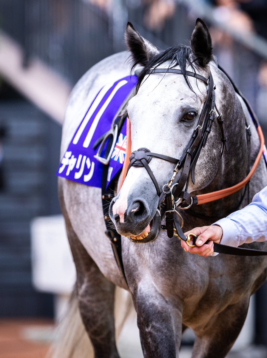 stay_h_p's tweet image. たくさん撮ったので...
致死量のチャリンを良ければどうぞ...笑

#Charyn
#チャリン
#マイルCS