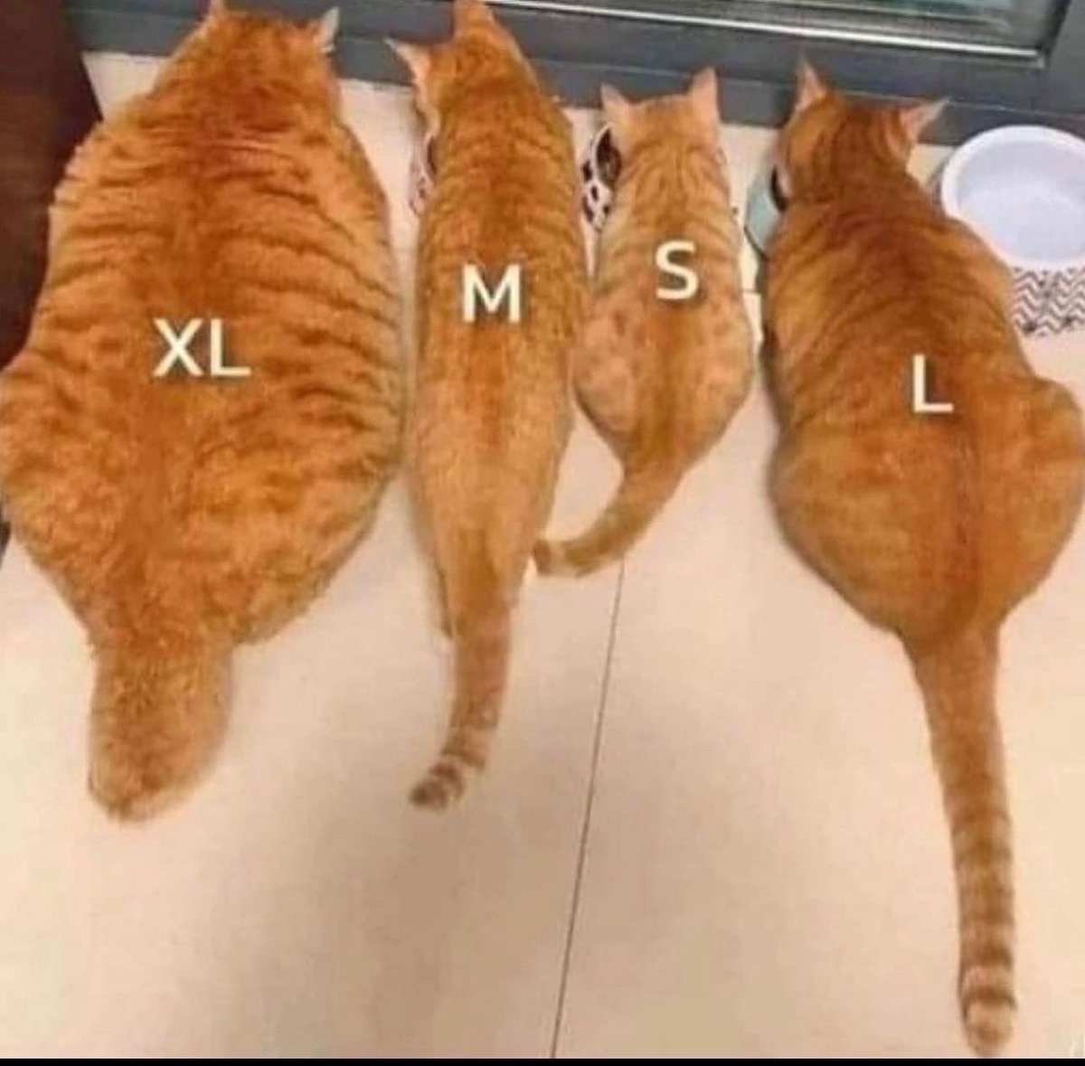 s m l xl
🐱🐯🐱🐱

#JUN #HOSHI #WONWOO #WOOZI 
#준 #호시 #원우 #우지 
#SEVENTEEN #세븐틴