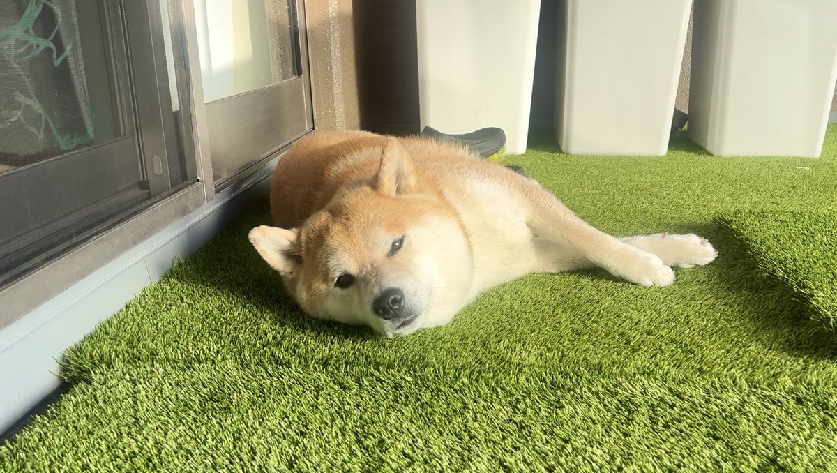 最近は室内より
外犬になりつつある柴犬

#シヴァ犬こむぎっす #柴犬