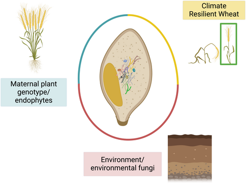 EvolvedBiofilm's tweet image. The contribution of beneficial wheat seed fungal communities beyond disease-causing fungi: Advancing heritable mycobiome-based plant breeding

@envmicro Mini Review by Lindsey E. Becker @LindzBecker and Marc A. Cubeta

#INTERACT_NNF

…icro-journals.onlinelibrary.wiley.com/doi/full/10.11…