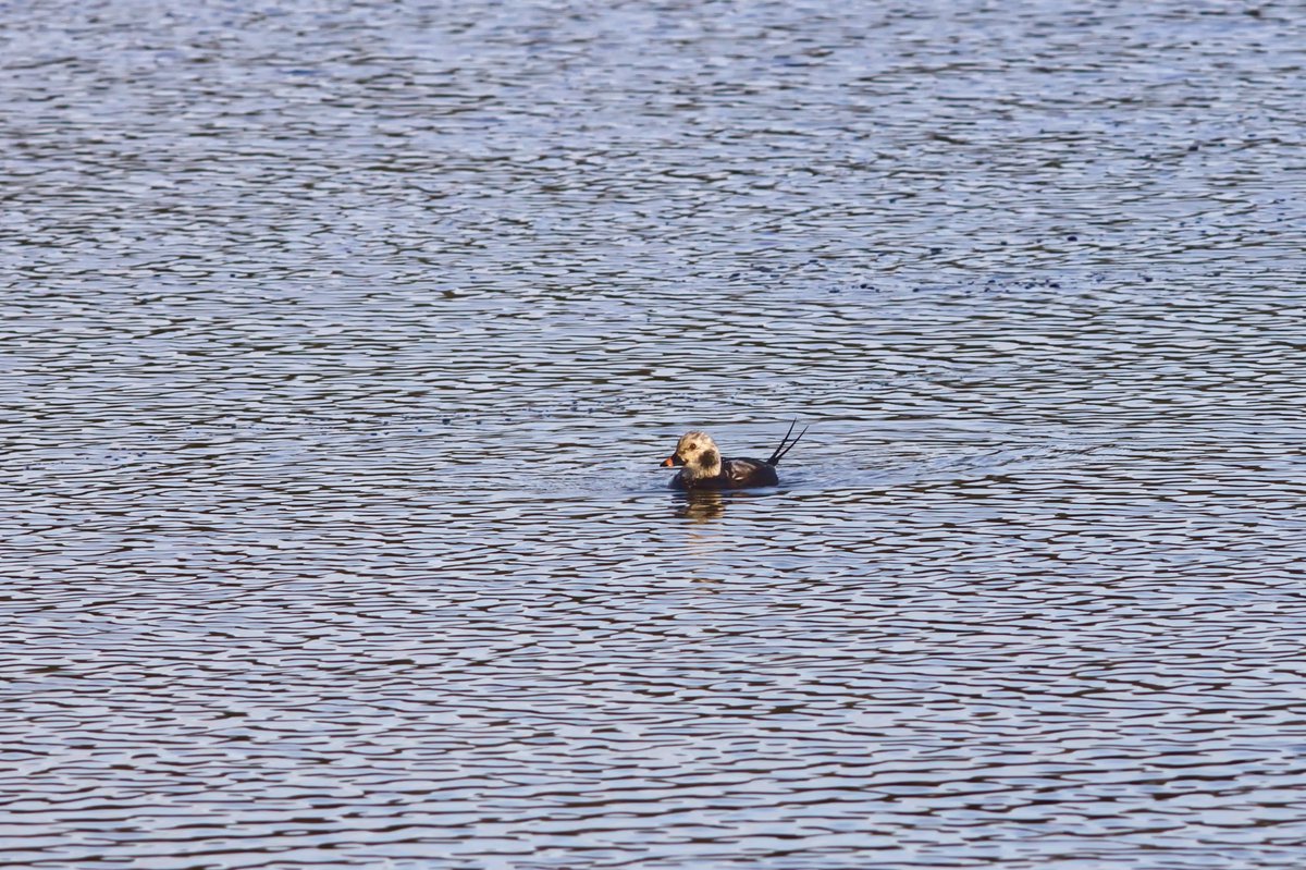 Knot_zztop's tweet photo. @SteelySeabirder Long-tailed Duck at Thornton Reservoir, Leicestershire. Just about as far from the coast as you can get in the UK.
#SuperSeabirdSunday https://t.co/fRuIlkiXX8