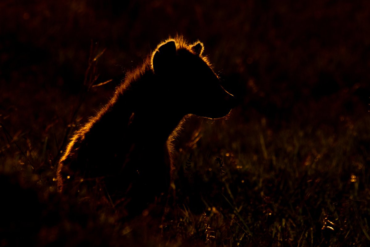 bownaankamal's tweet photo. Magical lights of Masai mara but still too much dark in it | Spotted Hyena | Masai Mara | Kenya
.
.
#goldenhours #spottedhyena #wildlife #jawsafrica #bownaankamal #natgeo #bbcearth #sanctuaryafrica #natureinfocus #wildgeography #wildlifeonearth #masaimara #WildlifePhotography #maasaimaranationalreserve #wildlifephototours #jawswildlife #phototour #phototours #natgeowild