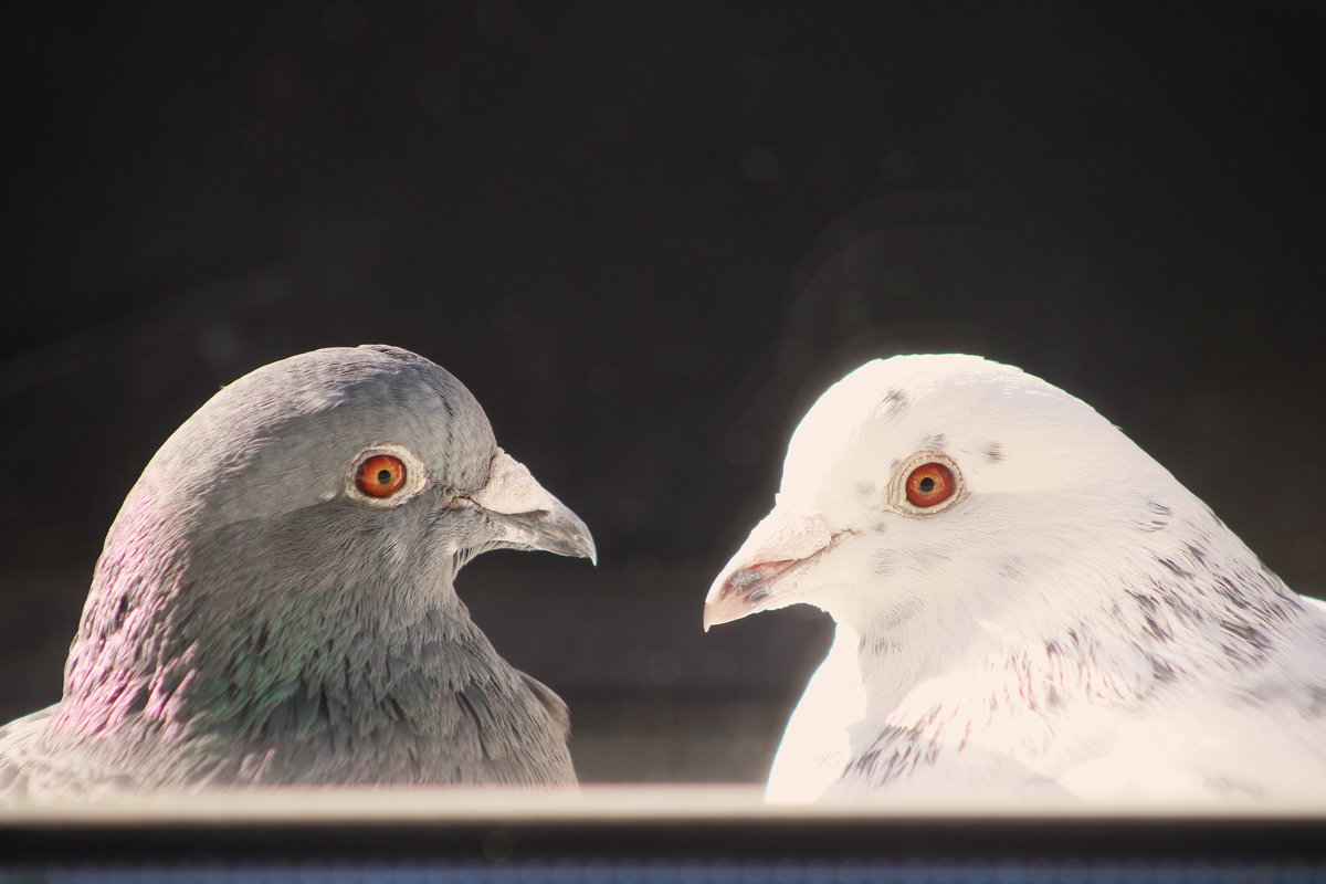 Zojuist gezellig bij mij op de vensterbank