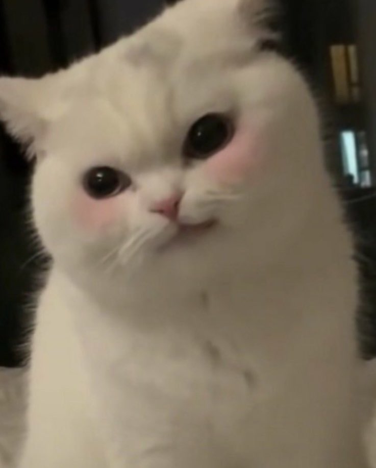 Can you spot the difference between these photos? Well, you can’t because I’m the cat and the cat is me! ≽ܫ≼