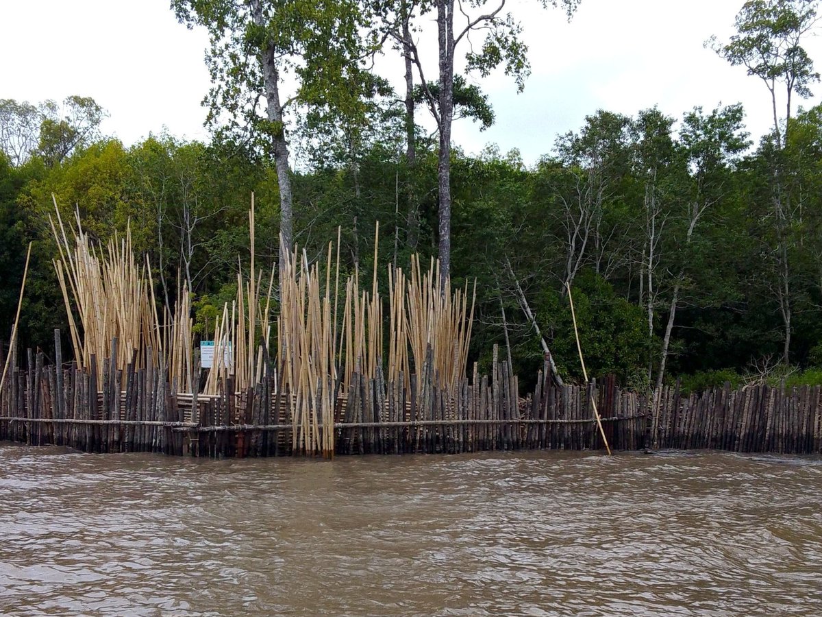 Salah satu upaya menyelamatkan pohon mangrove yang tersisa
