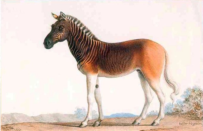Am 12. August 1883 starb im Zoo Amsterdam eine Quagga-Stute. Niemand ahnte, dass es das letzte Tier seiner Art war.
#quagga #artensterben #equusquaggaquagga #southafrica #extinction #extinct #ausgestorben #extinctanimals #zebra #steppenzebra #plainszebra

artensterben.de/quagga/