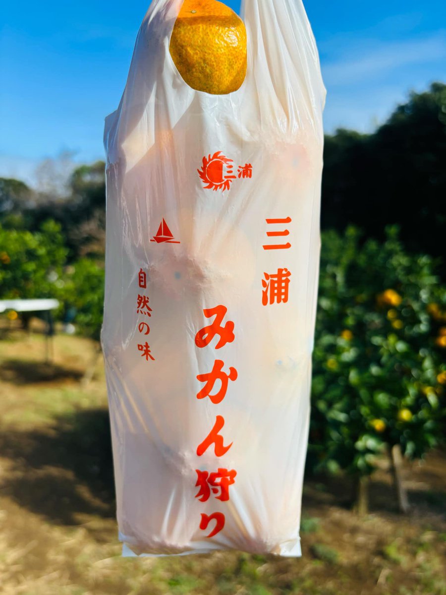 BaseMiura's tweet photo. 今日は昼休みにスタッフと三浦市内で期間開催中のみかん狩りへ。

甘酸っぱさと甘さのバランスの取れた三浦みかん。甘い木を探すと自然と皆笑顔になる！
11月30日まで開催中なので是非足を運んでみてはいかがでしょう？

https://t.co/8menvwR4Iu https://t.co/ktpaulf0kV