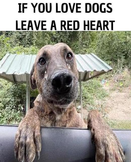 The tears of a pregnant, malnourished dog who rushed to my car for help. Plҽαse dσn't scrσll withσut giνing him sσme lσve!