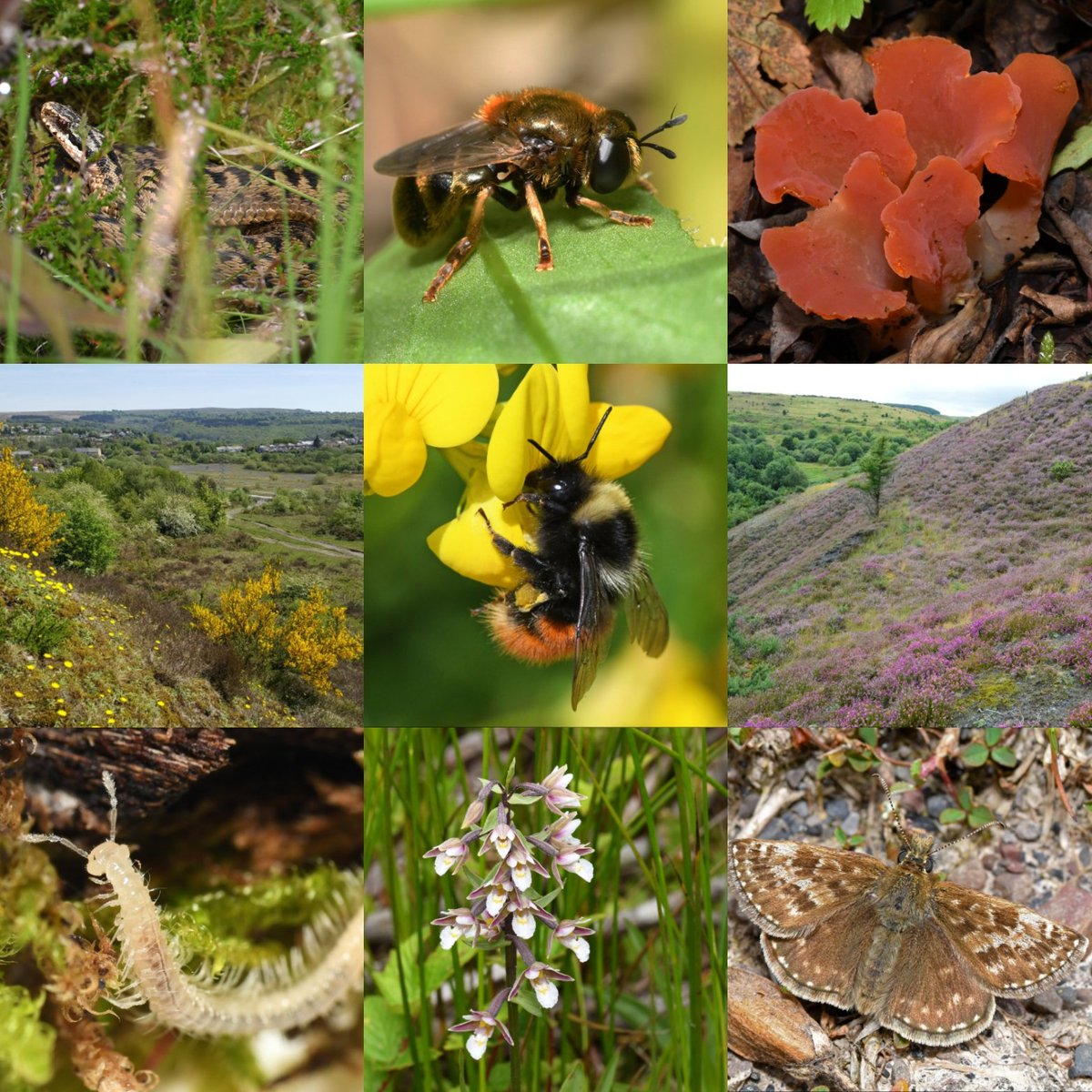 We've decided to follow the many naturalists on their move from X to <a href="/bluesky/">bluesky</a> - check us out at collieryspoil.bsky.social. Thanks to all of our Twitter/X followers over the past 9 years who have supported us and helped spread word about the amazing biodiversity of colliery spoil.