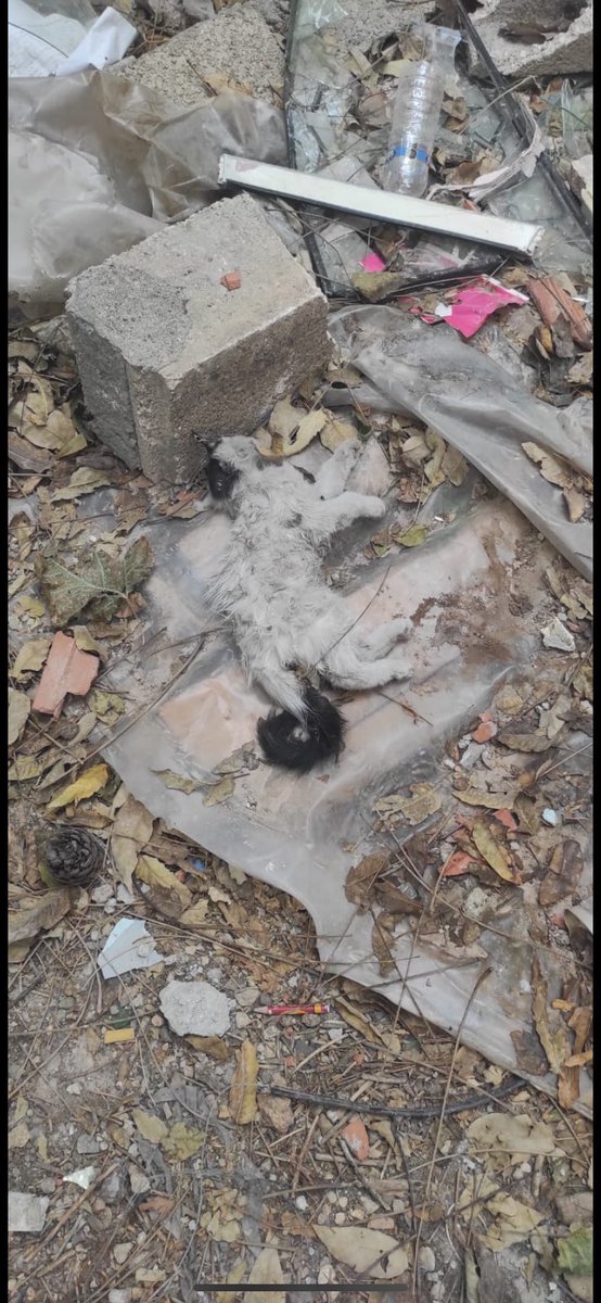 Adıyaman’da harabe halde olan Hürriyet İlkokulu bahçesinde bulunan kedileri madde bağımlılarının hunharca taşla ezerek katlettiği iddia ediliyor.

<a href="/adiyamangovtr/">Adıyaman Valiliği</a> <a href="/AdiyamanEmniyet/">Adıyaman Emniyet Müdürlüğü</a> <a href="/adiyamanDKMP/">Adıyaman DKMP</a> gereğini talep ediyoruz.

<a href="/AYMBASKANLIGI/">Anayasa Mahkemesi</a> garabet yasadan cesaret alan belediyeler ve