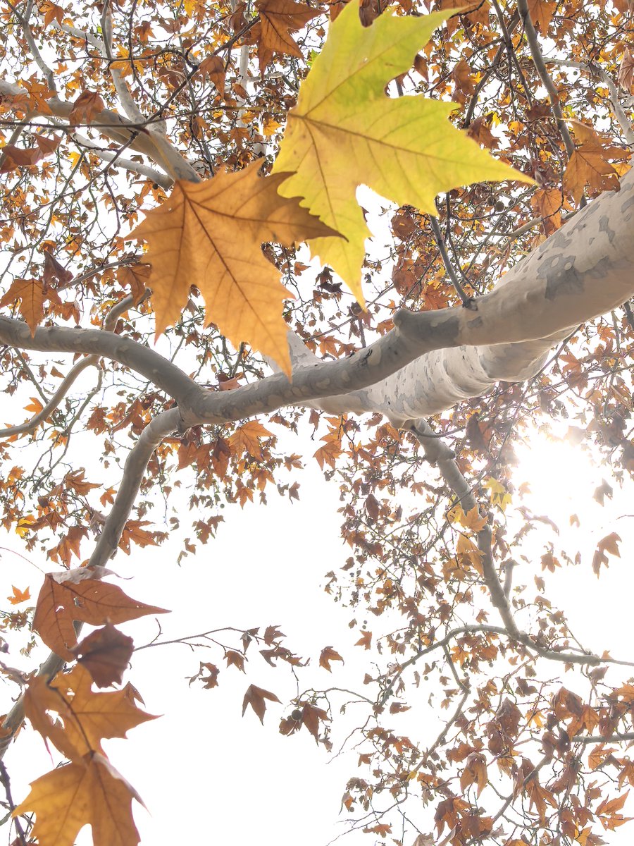 There is still beautiful view of fall season, in a few weeks it will be cold winter.