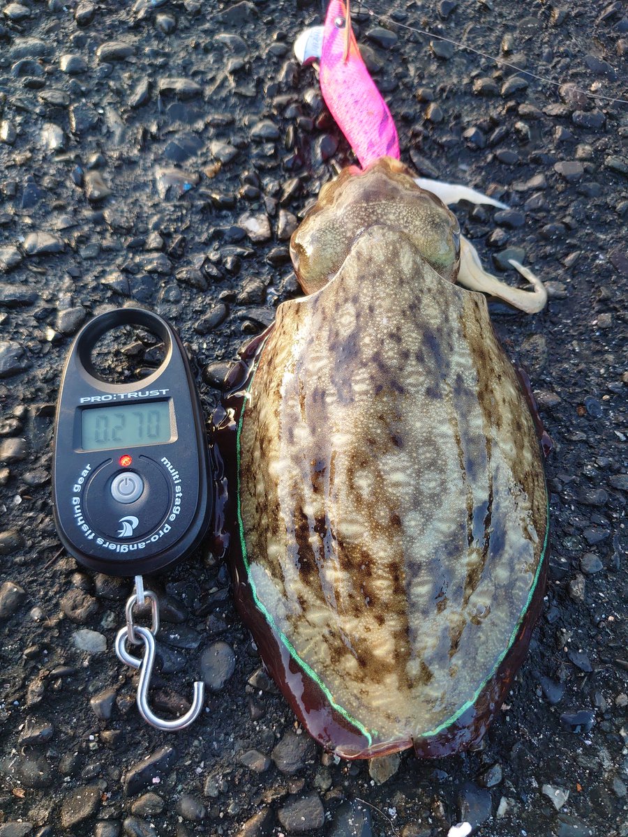 久々の釣り〜🎣
一杯目、甲イカ🦑もう甲イカのシーズンINかと思いきや…二杯目、ここに来て紋甲イカ🦑