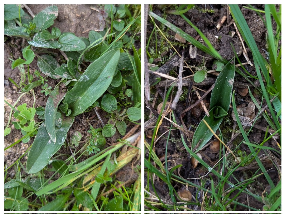 Bee and Pyramidal Orchids in leaf on the front lawn/meadow.
Cambs.
<a href="/ukorchids/">Wild Orchids UK & Ireland</a>