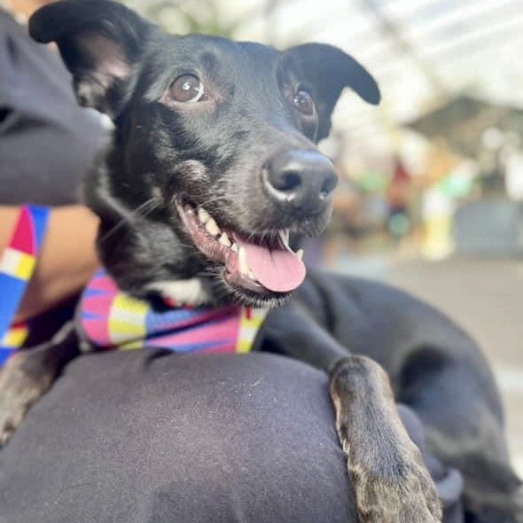 abrigojoaorosa's tweet photo. Clarita veio dar aquele bom dia cheio de amor e energia! 🖤
Que a alegria dela contagie o seu dia e te inspire a apoiar nossa causa. Vamos juntos? ☀️🐕
#abrigojoãorosa #ajr #espalheamor #apoieestacausa #cachorros #viralata #bomdia https://t.co/crO0z9dOVC