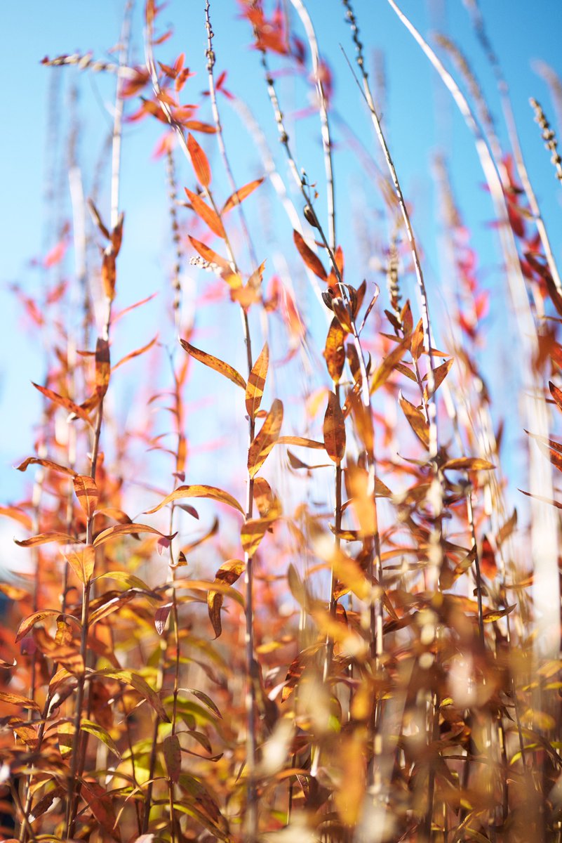 Oshinsan8's tweet photo. 秋の訪れを感じる美しい色彩。
#写真好きな人と繋がりたい
#ファインダー越しの私の世界
#キリトリセカイ
#花写真部
#Nikon
#私とニコンで見た世界 https://t.co/U8yR1G2dvD