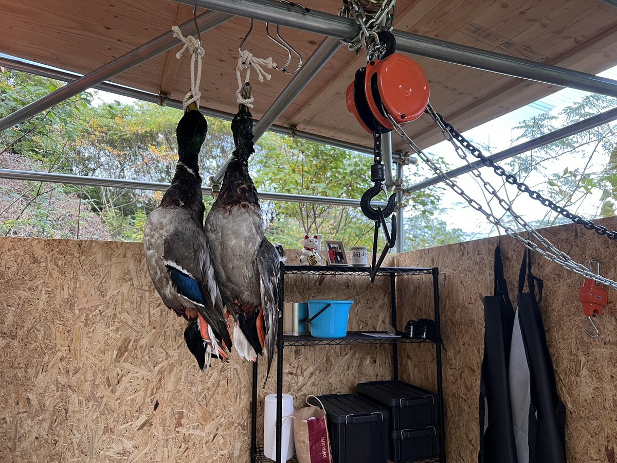 まだ暑いので罠は後回し