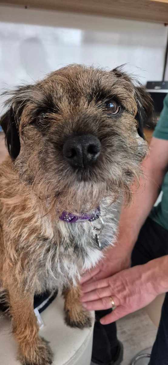 Sir HaggisBT tweet media