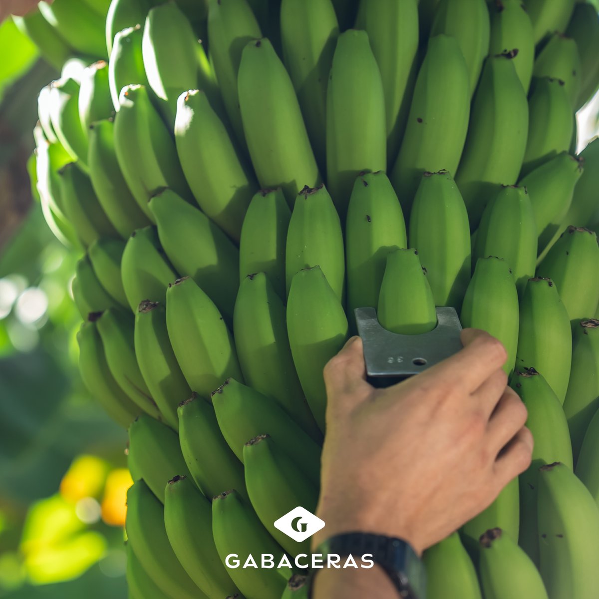 Cultivado con todo el cariño y de manera artesanal, así es nuestro #plátanoGabaceras 🥰🍌. Tanto en el campo como en el empaquetado y la maduración seguimos una serie de tareas adicionales para garantizar la mejor calidad, sabor y durabilidad de nuestra #fruta.
#ParaCuidarteMejor