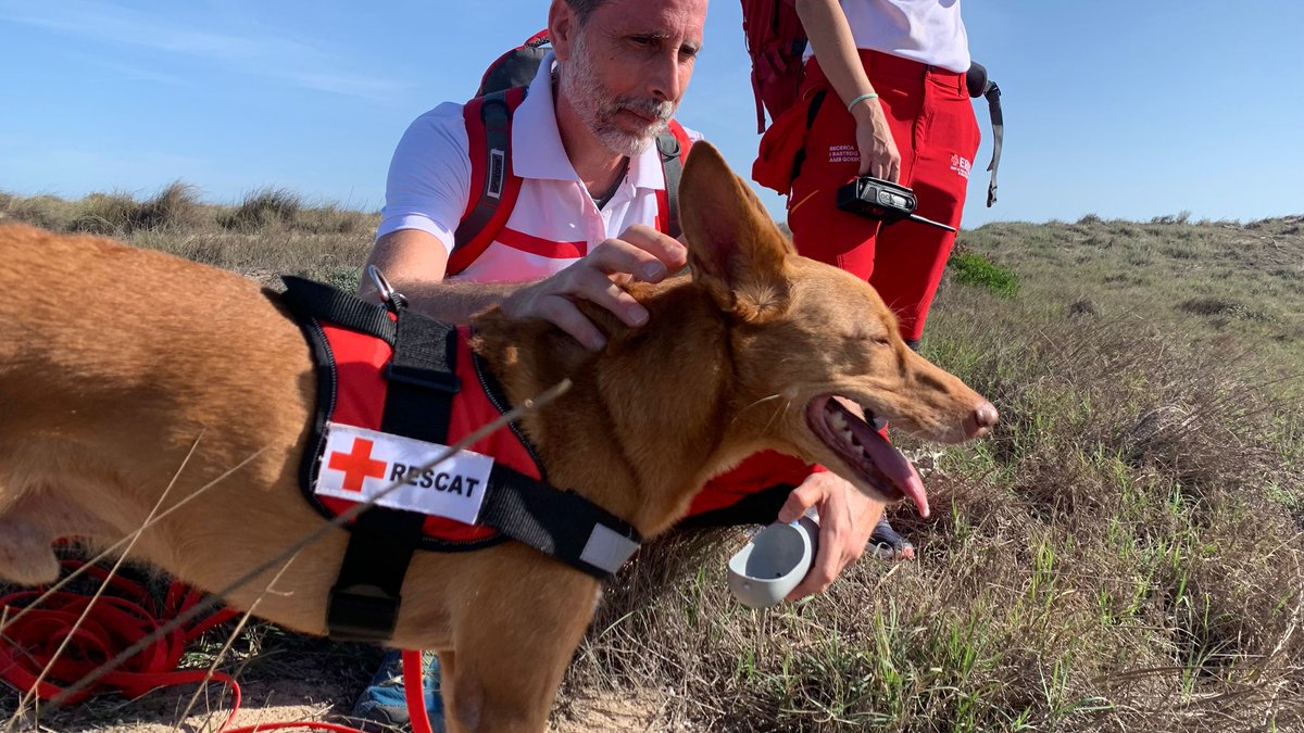 CruzRojaEsp's tweet photo. Hemos incorporado a nuestro dispositivo a 35 perros especializados en la búsqueda de personas desaparecidas, para apoyar a los equipos de búsqueda de la @guardiacivil.
. https://t.co/Q5cdYsZVfv