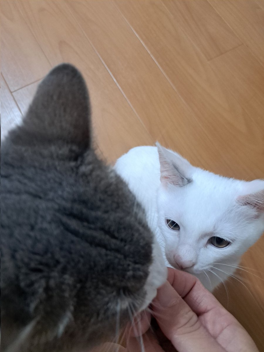 s2_mike_s2's tweet image. 🐈️今日のにゃんこtheムービー🎥
猫呼びアイテム✨️🍴😺🍴✨️
弟家族のお家にお呼ばれして
🩵保護🐈️ちゃん🤍
3匹目と初対面♥️
お寿司🍣パーティー
してくれたん🩵😽🩷

20241117

#保護ねこ
#家族
#寿司