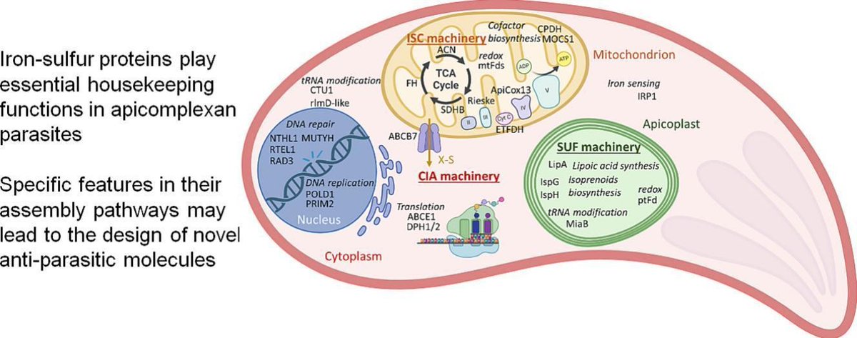 ISOP (@protistologists) on Twitter photo Iron‑sulfur cluster biogenesis and function in Apicomplexa #parasites
Eléa Renaud, Ambre Maupin, Sébastien Besteiro
sciencedirect.com/science/articl… Iron‑sulfur cluster biogenesis and function in Apicomplexa #parasites
Eléa Renaud, Ambre Maupin, Sébastien Besteiro
sciencedirect.com/science/articl…