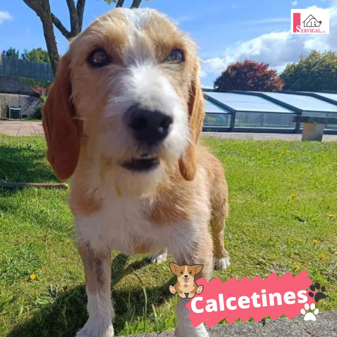 La nueva familia de Calcetines nos pasa esta foto suya paseando en un día soleado. ¡No podemos alegarnos más por verlo tan bien! 🥰

¡Gracias por adoptar! 🙏

#Adopción #Servigal #AdoptaResponsablemente