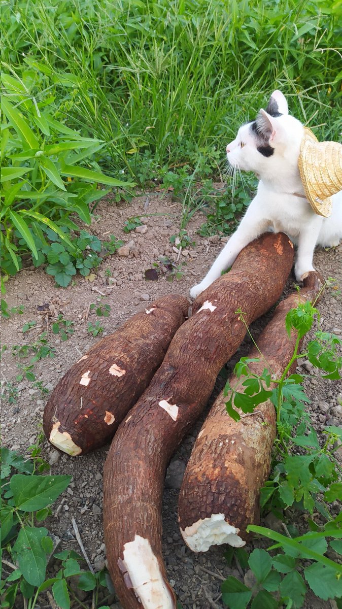poni_catrik's tweet photo. Minimal yg kerja nyata pak😎 https://t.co/N4iknhNMXS