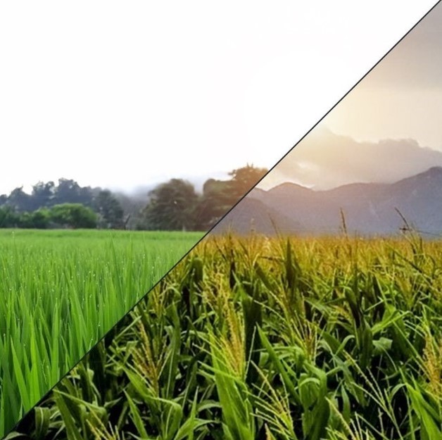 ProviviMx's tweet photo. Provivi y Godrej Agrovet se firman alianza para lanzar soluciones sostenibles de control de plagas basadas en feromonas para la agricultura india
#sustainableagriculture #pestcontrol #innovation #matingdisruption #pheromone https://t.co/OprQUXtRnp