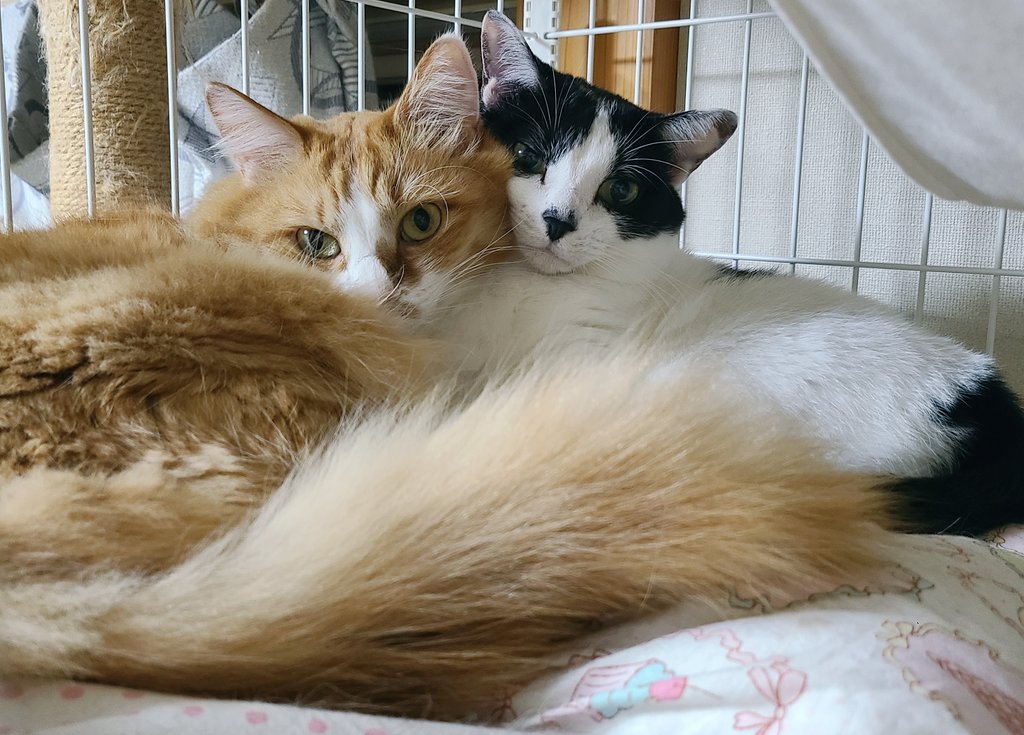 パパが
「t.A.T.u.みたいになってるー！」
って言うから見てみたらこの状態だった笑

たしかにt.A.T.u.も黒髪と茶髪だったけど！