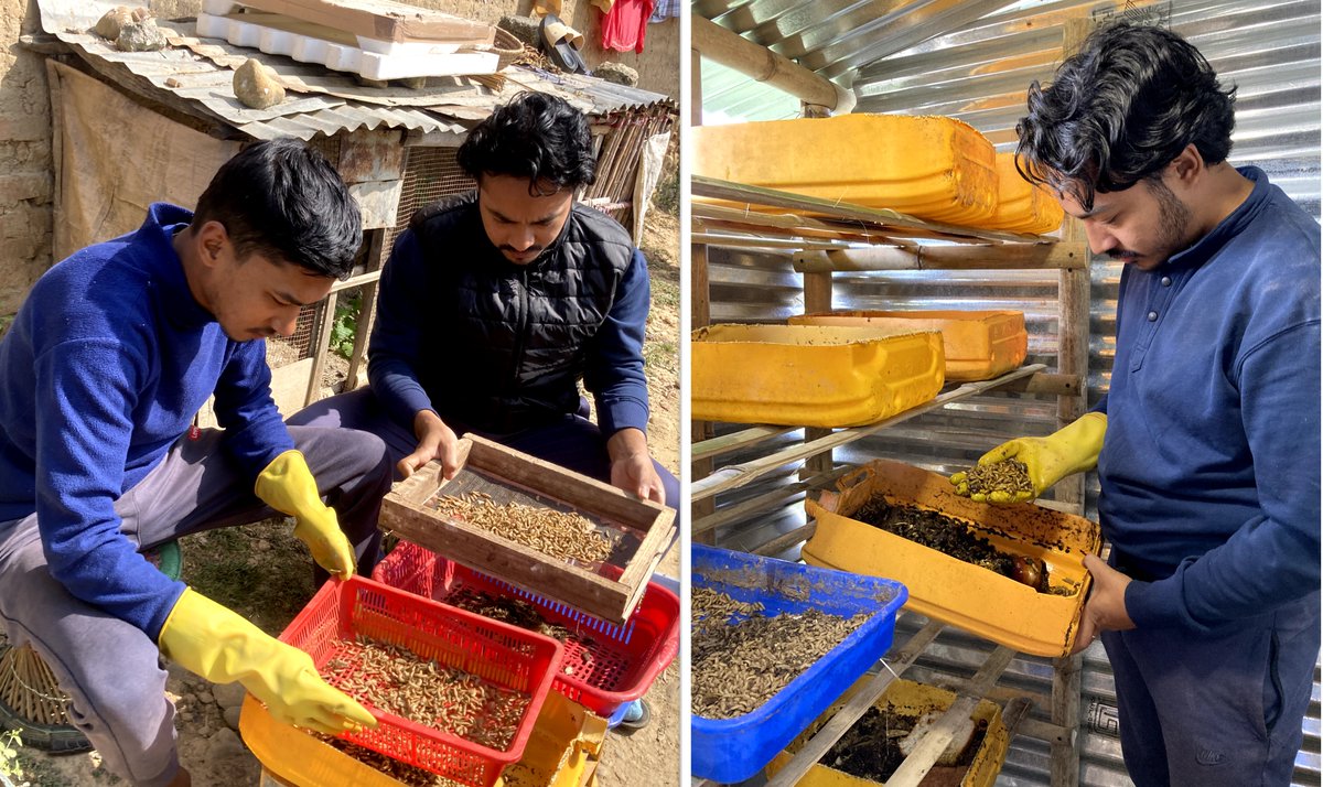newbusinessage's tweet image. This Startup Raises #BlackSoldierFly Larvae as a Sustainable Feed Alternative #Startups #PoultryFeed #ClimateChampionCompetition #StartupDiscoveryAsia newbusinessage.com//article/this-…