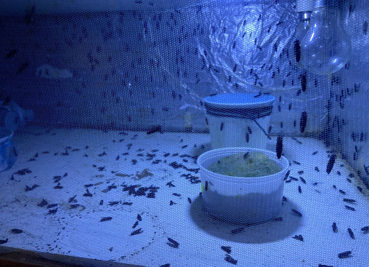 newbusinessage's tweet image. This Startup Raises #BlackSoldierFly Larvae as a Sustainable Feed Alternative #Startups #PoultryFeed #ClimateChampionCompetition #StartupDiscoveryAsia newbusinessage.com//article/this-…