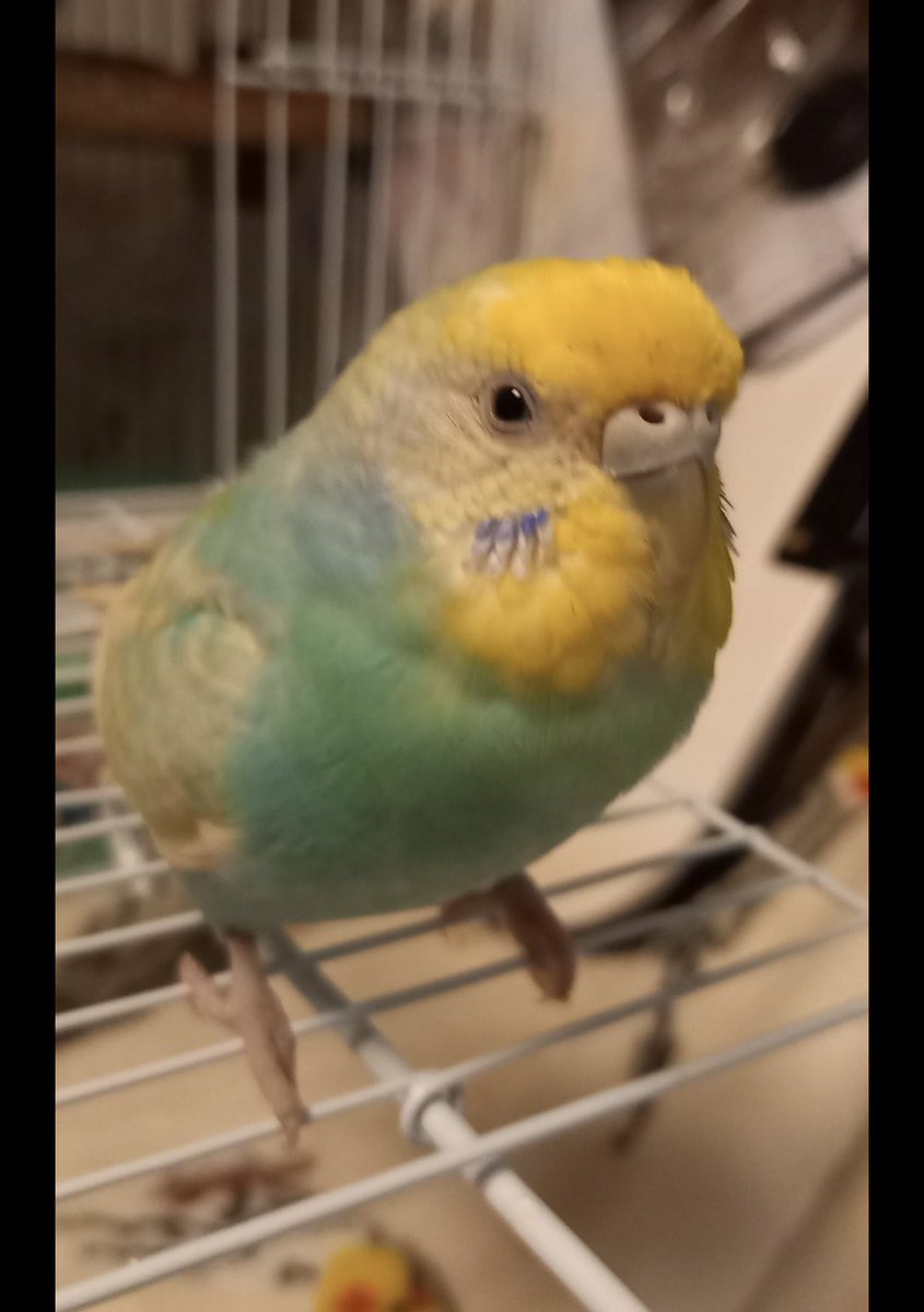 maru🐶⛳️⚾️ (@maru8431) on Twitter photo 迷子を飼われていませんか🦜⁉️
迷子動物を保護した際はお家に帰れるよう【警察へ届出】を❗️
飼い主さん<a href="/ruchi_pino/">セキセイインコを探しています。</a>
#川崎市 #幸区 #古市場 #上平間 #下平間 #平間 #矢向 #新川崎 #大田区 #矢口 #矢口渡 #西六郷 #多摩川緑地野球場 #迷子鳥 #迷い鳥 #迷子インコ #セキセイインコ迷子 #セキセイインコ 迷子を飼われていませんか🦜⁉️
迷子動物を保護した際はお家に帰れるよう【警察へ届出】を❗️
飼い主さん<a href="/ruchi_pino/">セキセイインコを探しています。</a>
#川崎市 #幸区 #古市場 #上平間 #下平間 #平間 #矢向 #新川崎 #大田区 #矢口 #矢口渡 #西六郷 #多摩川緑地野球場 #迷子鳥 #迷い鳥 #迷子インコ #セキセイインコ迷子 #セキセイインコ