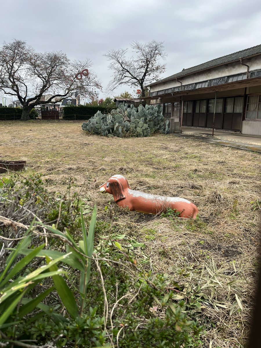 ma_aco0315's tweet photo. 閉園になった保育園の廃れ具合と庭のバケモノになったサボテン🌵 https://t.co/e1C7Msgjj4