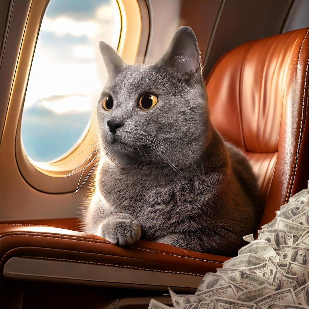 Chartreux Cat tweet media