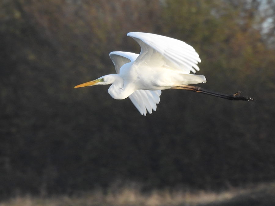 IanFouk's tweet image. Great White Egret x3, Spoonbill, Pintail x2 -am- Saltholme Ponds from roadside.
Whooper Swan x4 on Back Saltholme.
@RSPBSaltholme 
@teesbirds1
