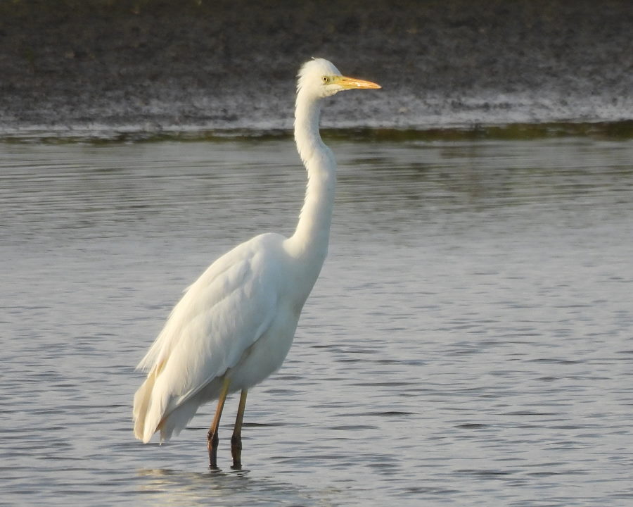 IanFouk's tweet image. Great White Egret x3, Spoonbill, Pintail x2 -am- Saltholme Ponds from roadside.
Whooper Swan x4 on Back Saltholme.
@RSPBSaltholme 
@teesbirds1