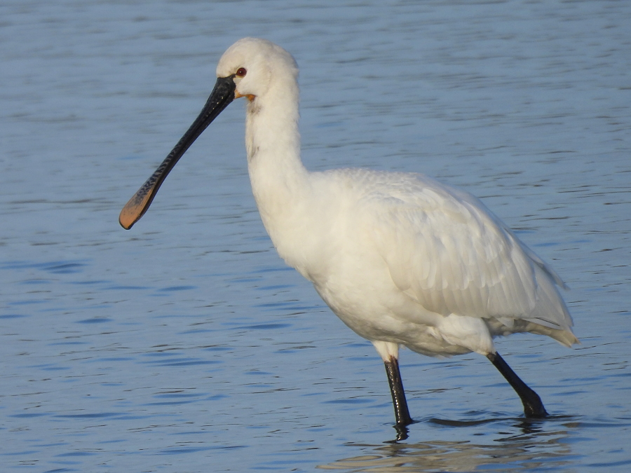 IanFouk's tweet image. Great White Egret x3, Spoonbill, Pintail x2 -am- Saltholme Ponds from roadside.
Whooper Swan x4 on Back Saltholme.
@RSPBSaltholme 
@teesbirds1