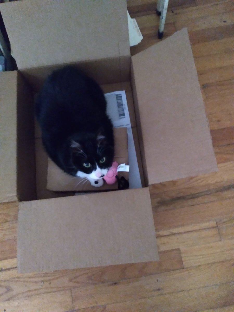 😇 Angel Mandu 😇 & Mom ❤️ & 🧶 Baby Holly 🧶 tweet media