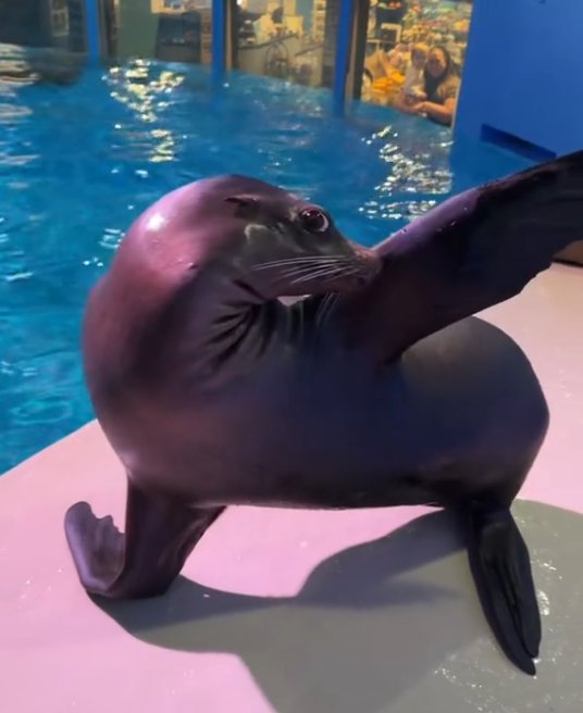 noah_raneta's tweet photo. @WhaleEverything $Arie 

 she is https://t.co/IlbkGYcPe7