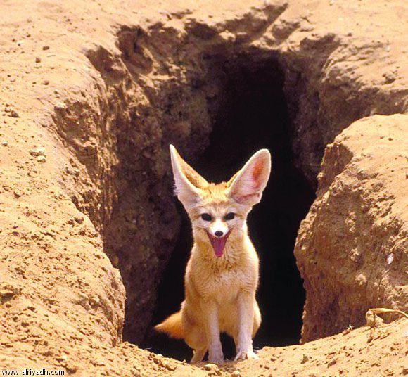 aram_razouqi's tweet photo. @Eng_NBugammaz بيت الحصني (نوع من أنواع الثعالب) 

Fennec fox https://t.co/PQ2IrRNAV1