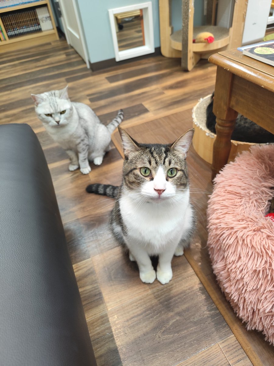 doubt_lemoned's tweet photo. ご無沙汰しております💦part2
顔も気持ちも緩む時間をありがとう🐱 https://t.co/rsEasNi7rN