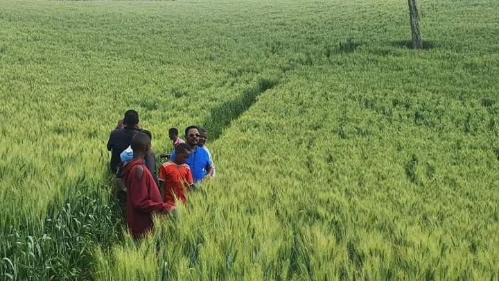 DrAbayneh's tweet image. Wheat Development's Role in the #Kafa Zone: Sustainable wheat development is essential for enhancing productivity and ensuring food security for smallholders. This includes varietal diversification, which significantly boosts crop yields in the national.