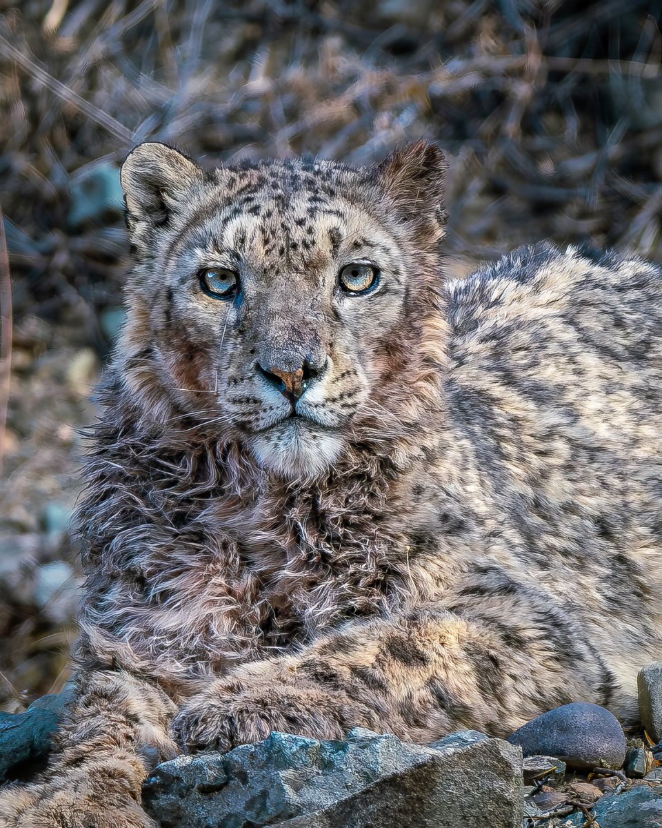 Karamjeet Singh (@caramjeet) on Twitter photo The Ghost Of The Mountains 
#snowleopard #himalays The Ghost Of The Mountains 
#snowleopard #himalays