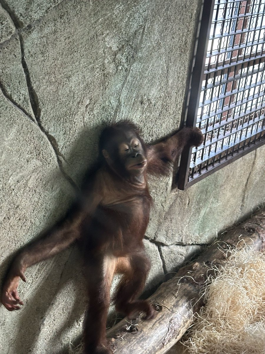 KerryVanGelder's tweet photo. @MWApeRescue I had a visit to Rio Safari in Elche, here are some pictures of Kai, Joly and baby Membelai https://t.co/EAhWerDteP
