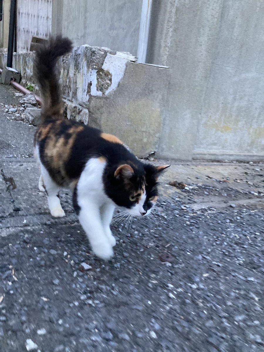 kuronekotashiro's tweet photo. 今夕の #仁斗田地区 #ポンプ置場
ミルクティーがお供に🐈
二代目ちゃめこ一家がお迎えに来てくれました😸
#田代島 #ねこ #tashirojima #catisland #CatsOnX #CatOnTwitter #catlover https://t.co/7prNpjaIK9