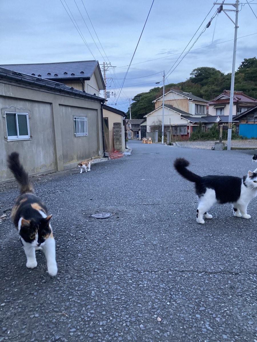 kuronekotashiro's tweet photo. 今夕の #仁斗田地区 #ポンプ置場
ミルクティーがお供に🐈
二代目ちゃめこ一家がお迎えに来てくれました😸
#田代島 #ねこ #tashirojima #catisland #CatsOnX #CatOnTwitter #catlover https://t.co/7prNpjaIK9
