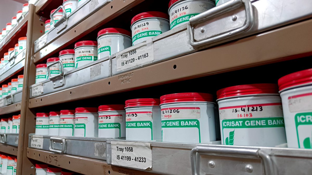 PSpoojashukla's tweet image. Had the privilege of attending ICRISAT&apos;s Small Millets Field Day, showcasing the stunning diversity of small millet germplasm. A true testament to their potential as climate-smart, nutritious crops for sustainable agriculture. Kudos to ICRISAT for championing this!🌍 #Millets🌾✨